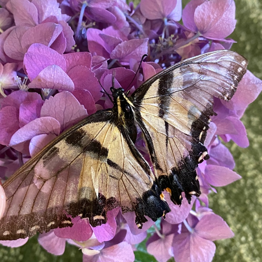 Meet your Posher, Hana